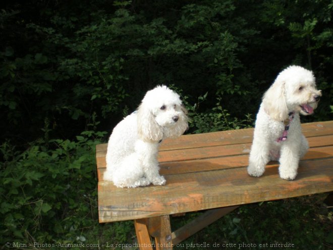 Photo de Caniche moyen