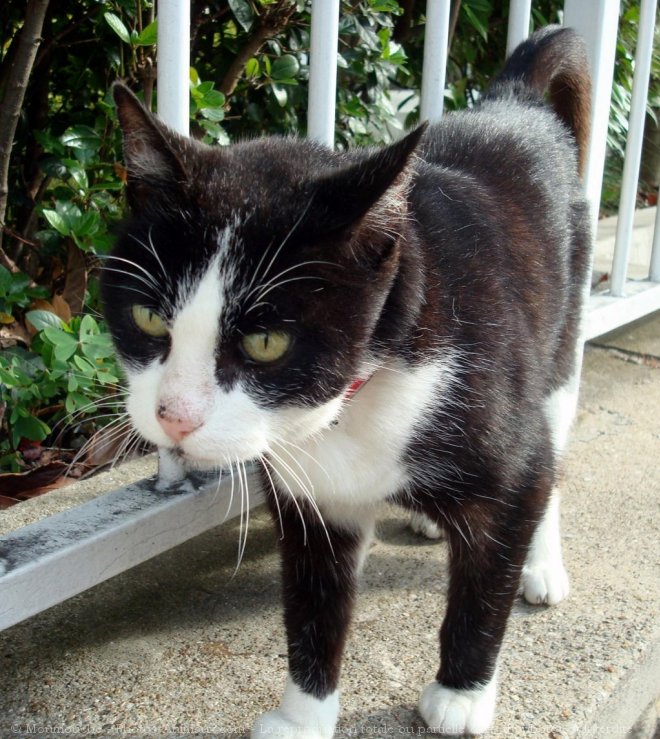 Photo de Chat domestique