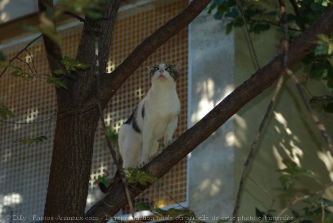 Photo de Chat domestique