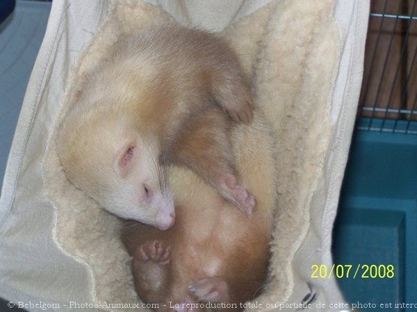 Photo de Furet