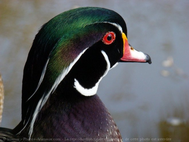 Photo de Canard carolin