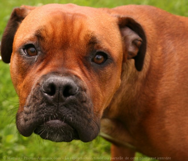 Photo de Boxer