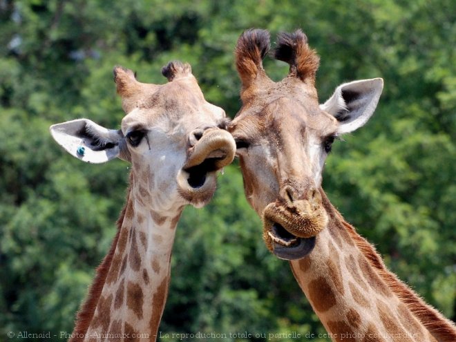 Photo de Girafe