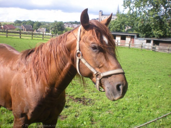 Photo de Quarter horse