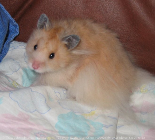 Photo de Hamster