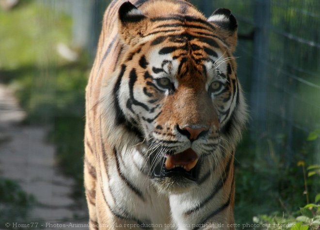 Photo de Tigre