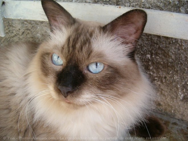 Photo de Sacr de birmanie