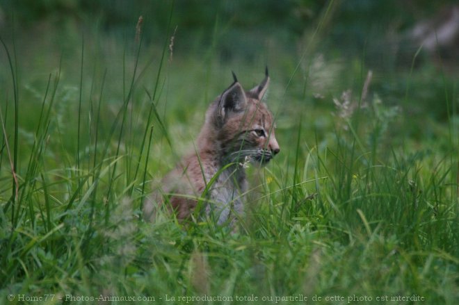 Photo de Lynx