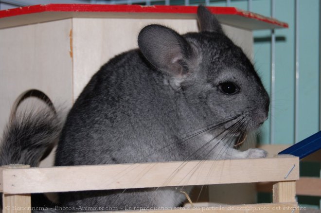 Photo de Chinchilla