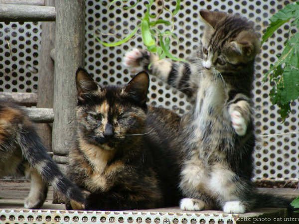 Photo de Chat domestique