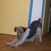 Photo de Fox terrier  poil dur