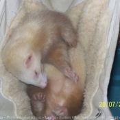 Photo de Furet