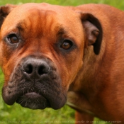 Photo de Boxer