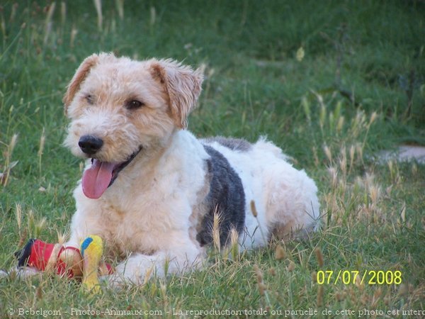 Photo de Fox terrier  poil dur