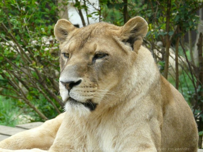 Photo de Lion