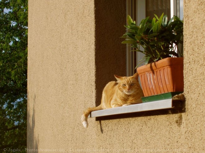 Photo de Chat domestique