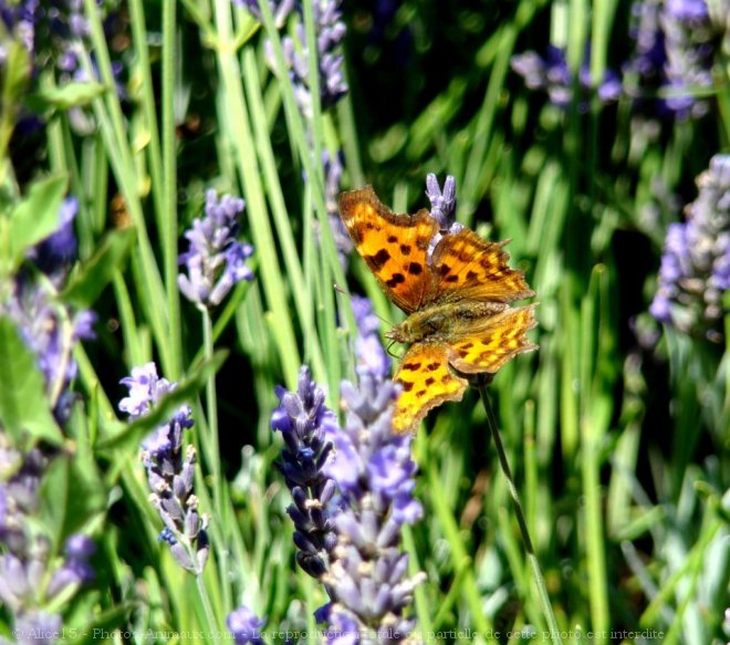 Photo de Papillon