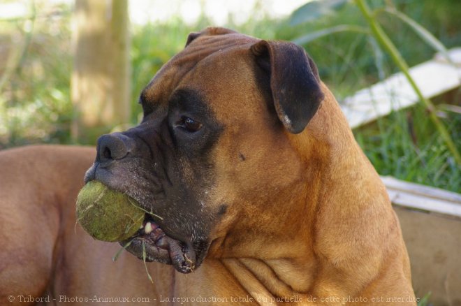 Photo de Boxer