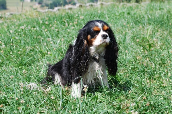 Photo de Cavalier king charles spaniel