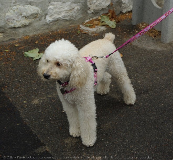 Photo de Caniche moyen