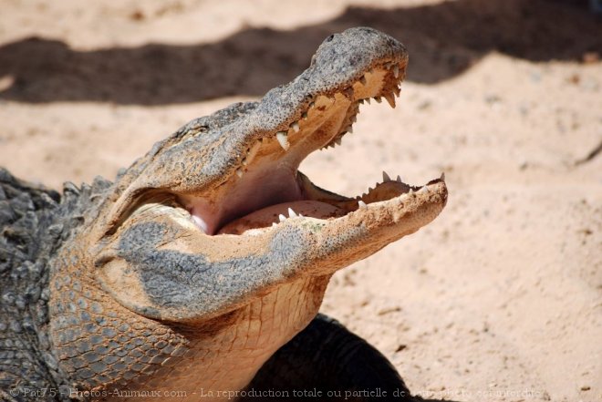 Photo de Crocodile