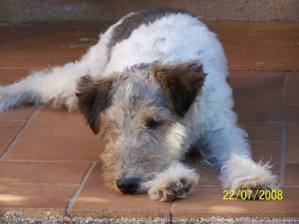 Photo de Fox terrier  poil dur