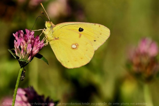 Photo de Papillon