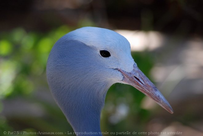 Photo de Grue du paradis