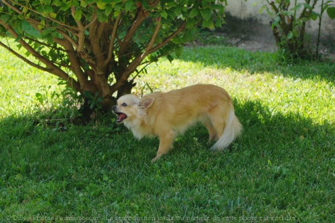 Photo de Chihuahua  poil long