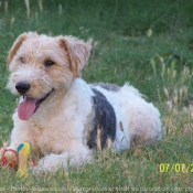 Photo de Fox terrier  poil dur