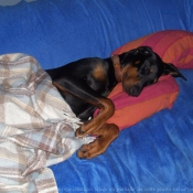 Photo de Dobermann