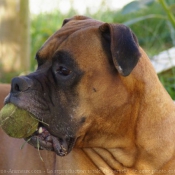 Photo de Boxer