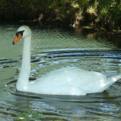 Photo de Cygne