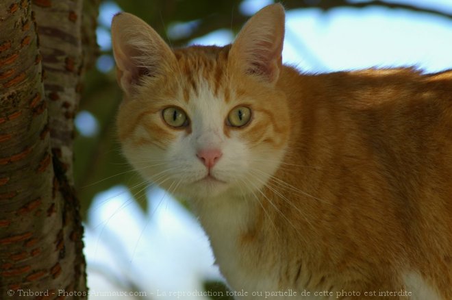 Photo de Chat domestique