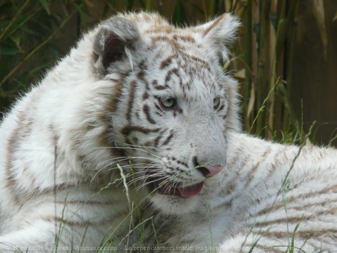 Photo de Tigre