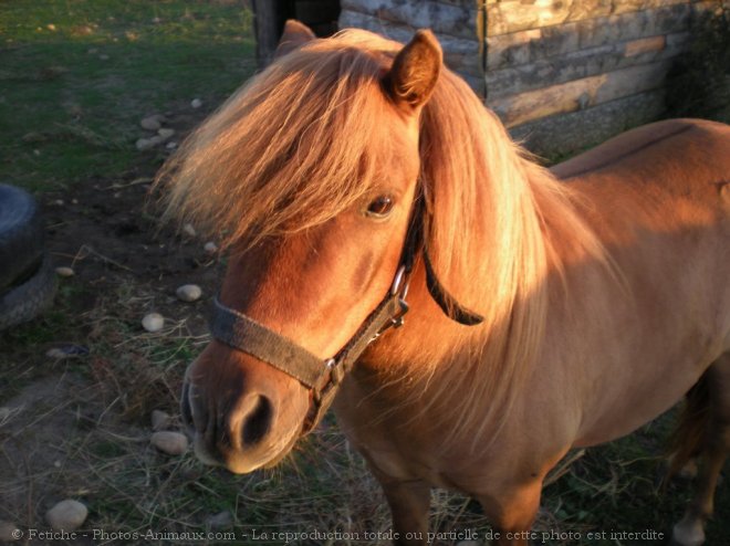 Photo de Poney (toutes races)