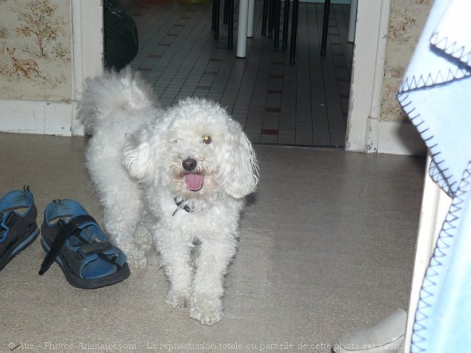 Photo de Bichon maltais