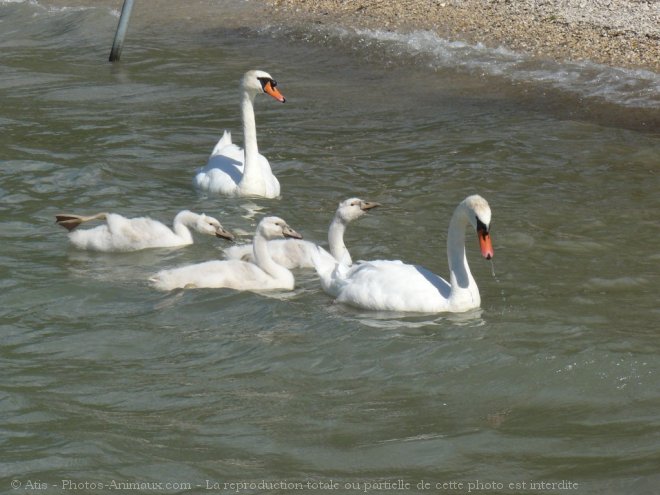 Photo de Cygne