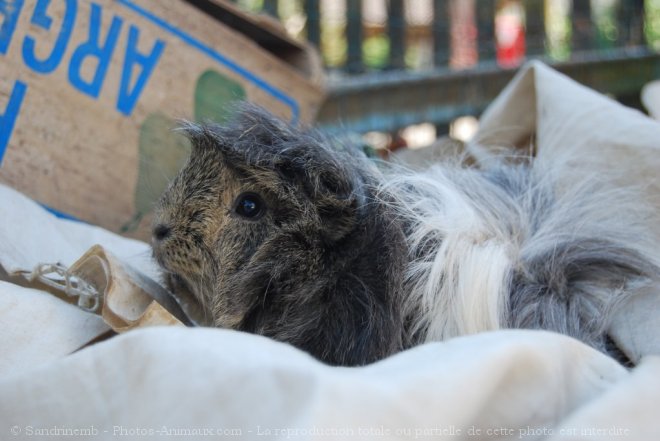 Photo de Cochon d'inde - abyssin / rosette