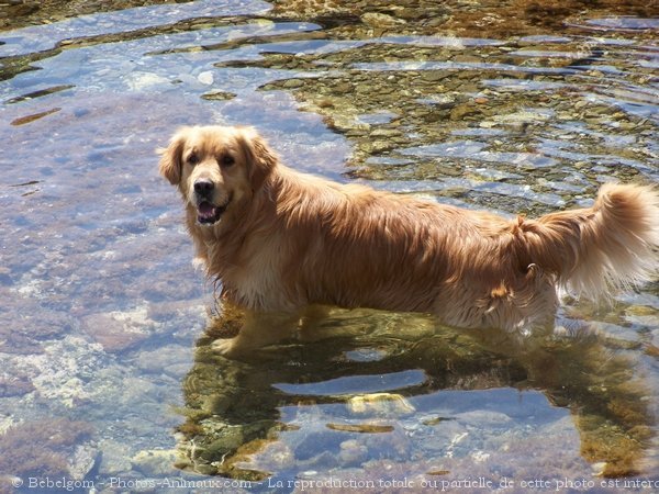 Photo de Golden retriever