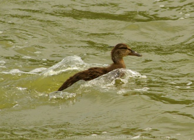 Photo de Canard colvert