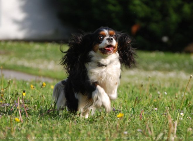 Photo de Cavalier king charles spaniel