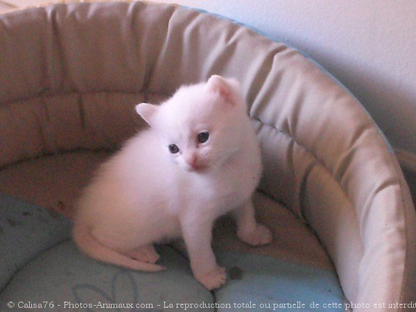 Photo de Chat domestique