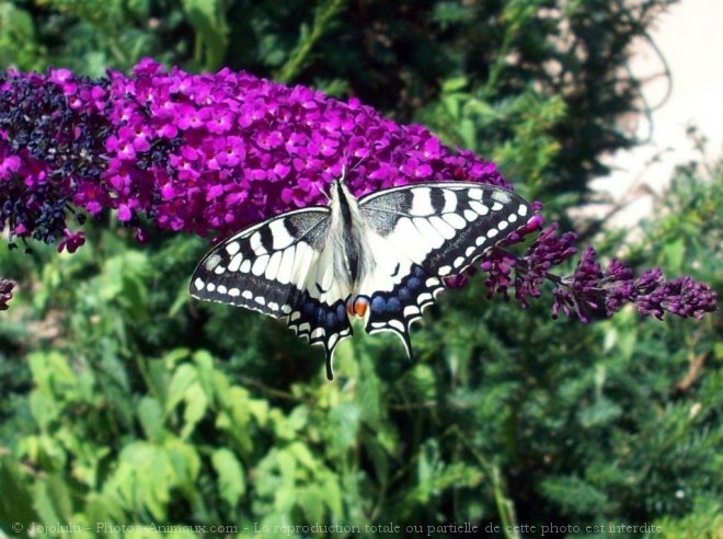 Photo de Papillon