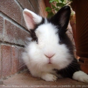 Photo de Lapin