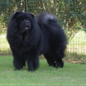 Photo de Chow chow