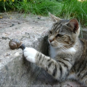 Photo de Chat domestique