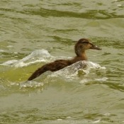 Photo de Canard colvert