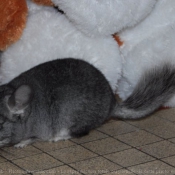 Photo de Chinchilla