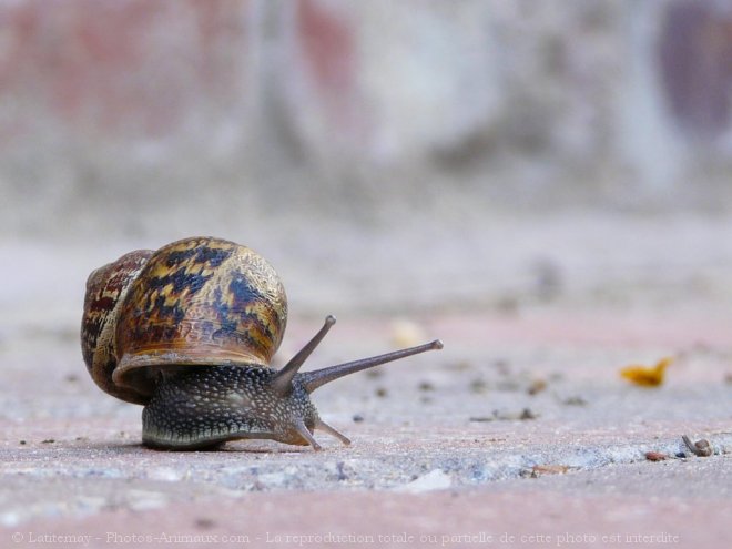 Photo d'Escargot